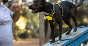 The Hanging Tree Dog is a purpose-bred working canine developed specifically for ranching and cattle herding in rugged environments.