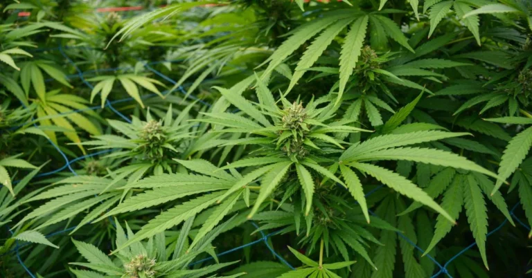 Founded in the early 2020s during a volatile period in the hemp market, Sugar Hemp Farms was not born out of hype but of purpose.