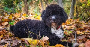 The micro Bernedoodle is more than just a smaller version of a designer breed—it represents the intersection of form, function