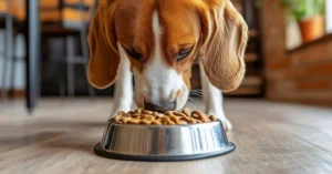 Though robust in physique,Ridgeback Food often have delicate digestion.